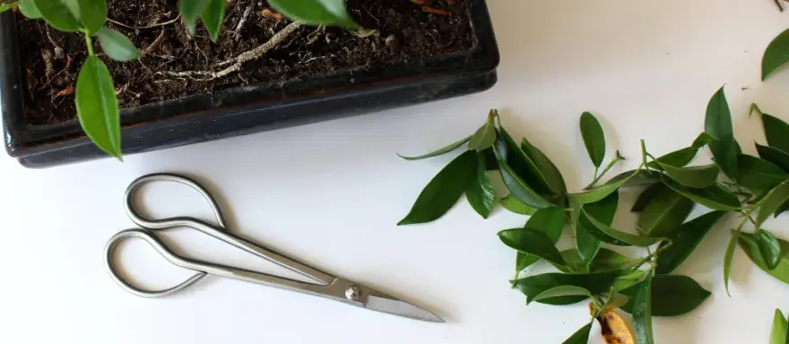 Jak przycinać fikusa bonsai, aby uniknąć błędów i uzyskać zdrową roślinę