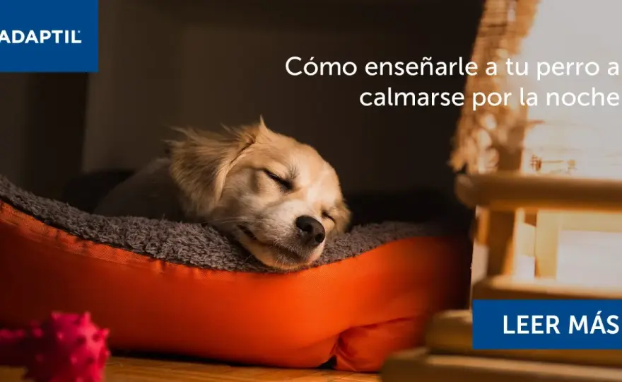 Cachorro no duerme - Guía para noches tranquilas
