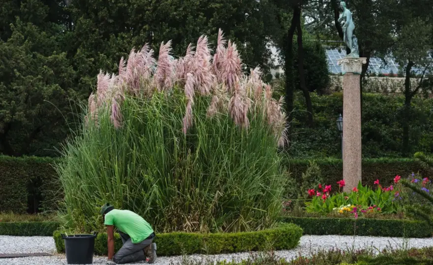 Trawa pampasowa w ogrodzie i domu - jak ją pięknie zaaranżować?