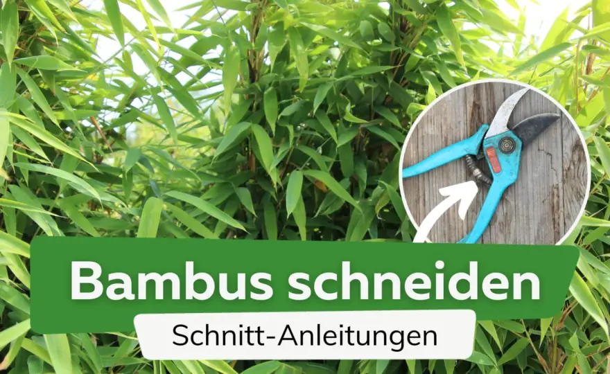Bambus schneiden richtig gemacht - wann der Rückschnitt gelingt
