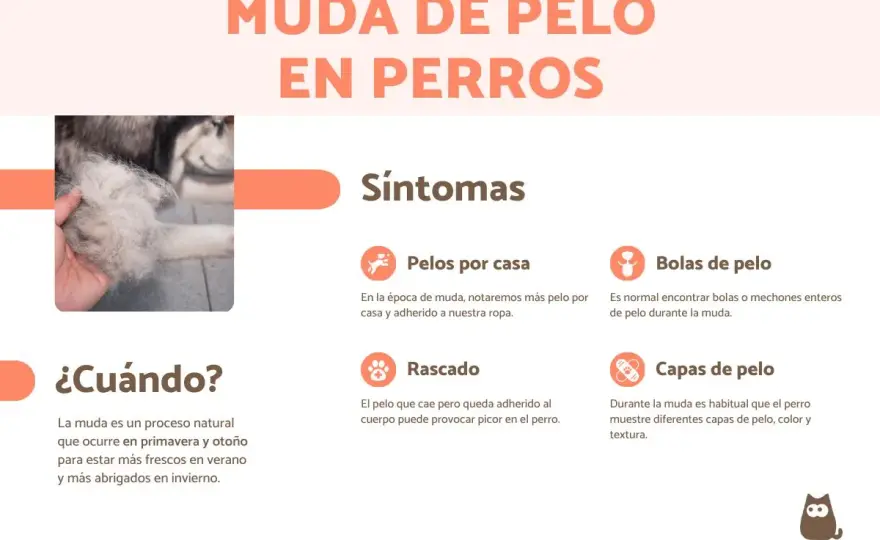 Muda de pelo en perros - ¿Normal o problema? Guía completa