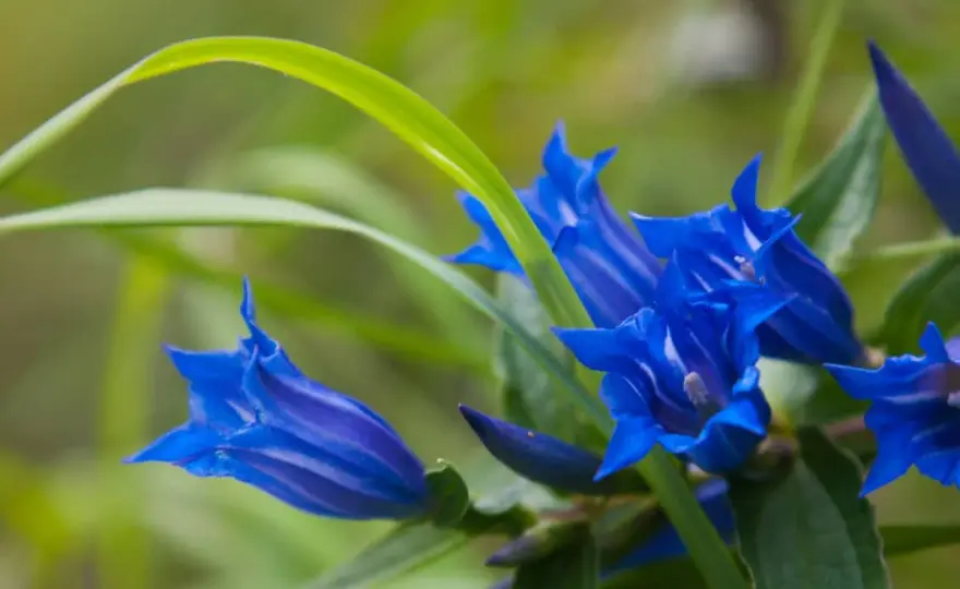 Genziana velenosa? Come distinguerla dal veratro