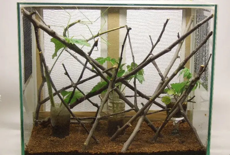 Patyczaki Terrarium - Akwarium dla patyczaka