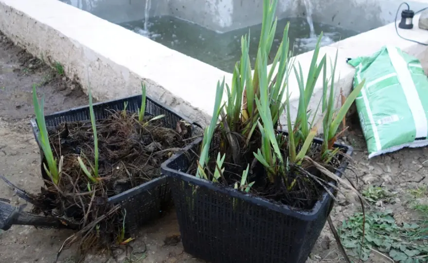 Iris aquatiques - Choisir et planter sans erreur.
