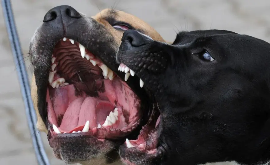 Perro agresivo - ¿Cómo actuar sin empeorar la situación?