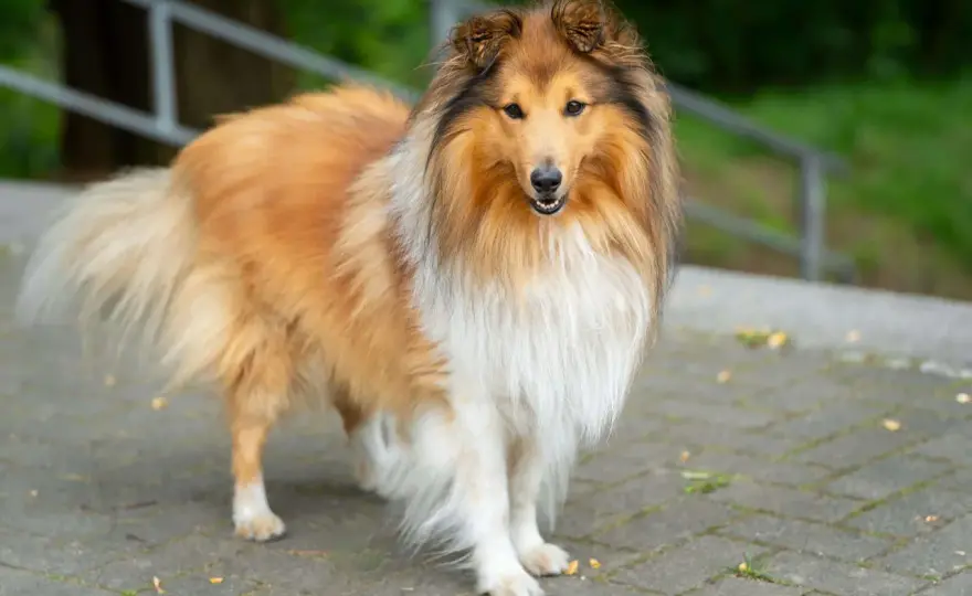 Owczarek collie - charakter, zdrowie i pielęgnacja. Jak dbać o rasę?