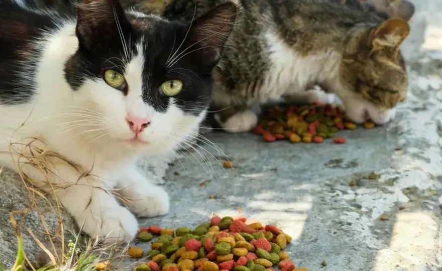 Gatos callejeros - Qué comen y cómo ayudar sin riesgo