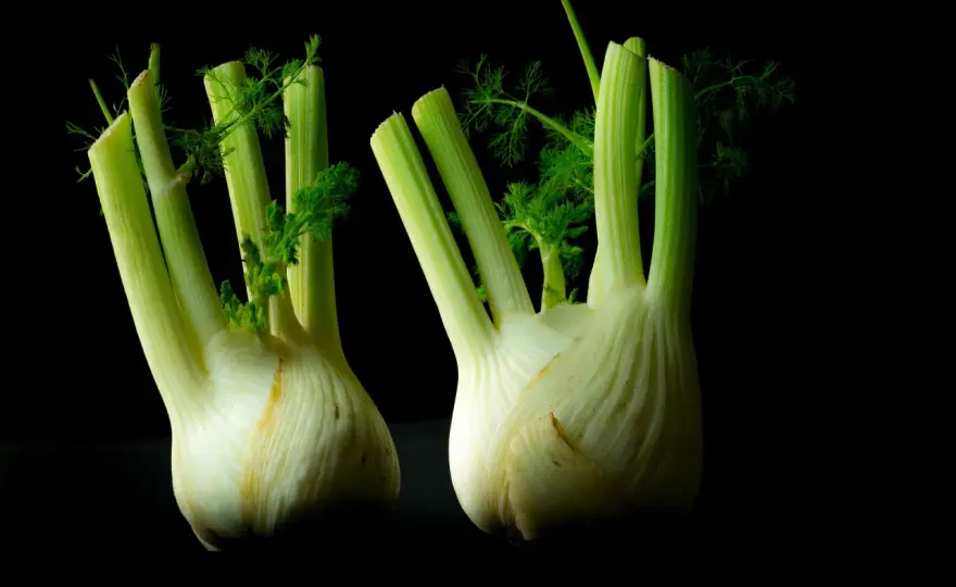 Knollenfenchel anbauen - So gelingt die Ernte garantiert!