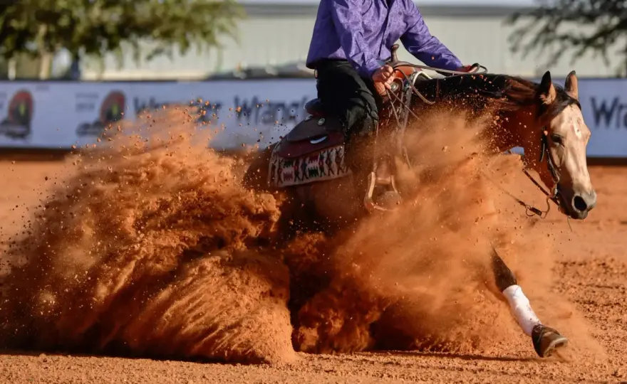 Races de chevaux de course - Vitesse et discipline : le guide