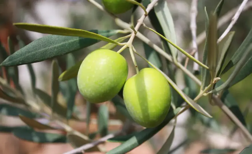 Come riconoscere le varietà di olivo dalle foglie al nocciolo