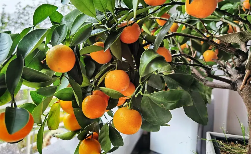 Calamondin en pot - réussir sa culture et son hivernage