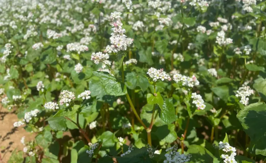 Buchweizen anbauen - So gelingt die Ernte wirklich!