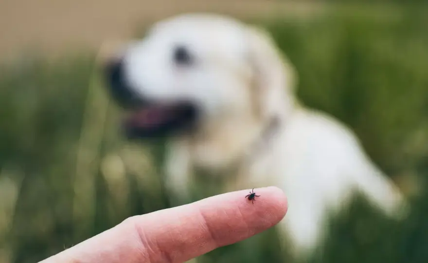 Herbstgrasmilben beim Hund - erkennen, behandeln, vorbeugen