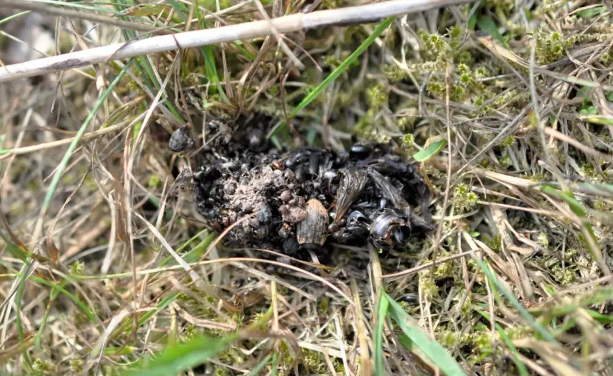Så identifierar du spillning från svenska vilda djur