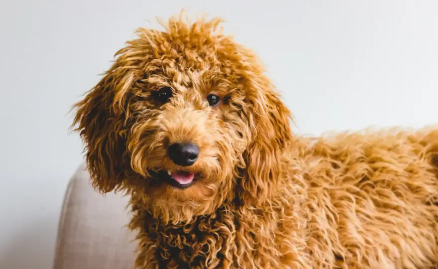 Goldendoodle - co warto wiedzieć przed zakupem?