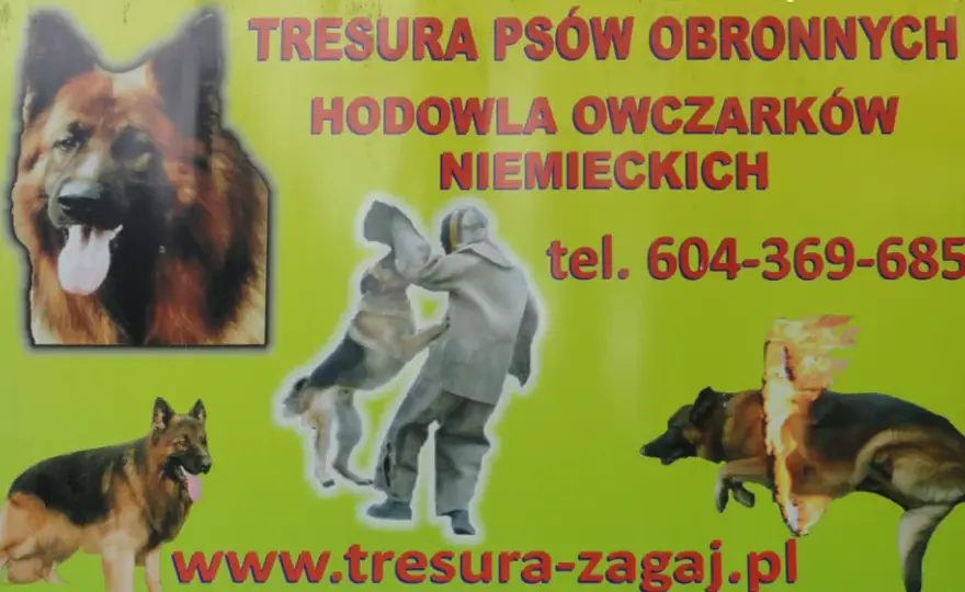 Tresura owczarka niemieckiego: Kompletny przewodnik po szkoleniu psa