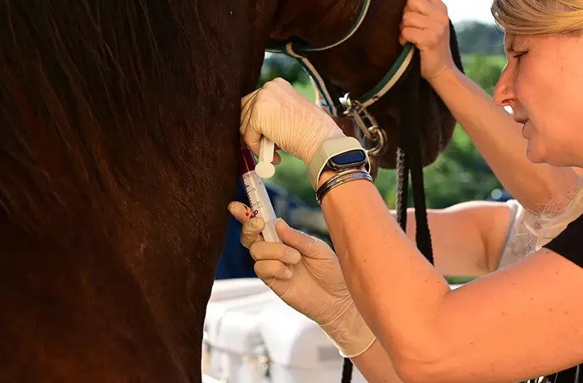 Kosten Blutuntersuchung Pferd: Was Sie wirklich bezahlen müssen