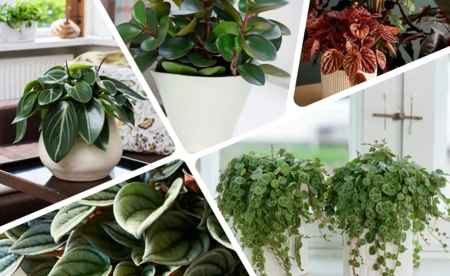 Peperomia w doniczce - jak ją wybrać i pielęgnować?