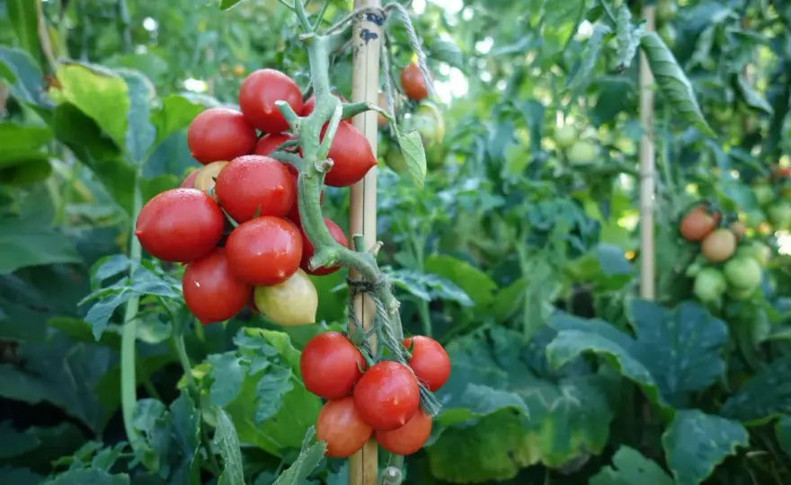 Tomatplantor - Rätt temperatur för rekordstor skörd