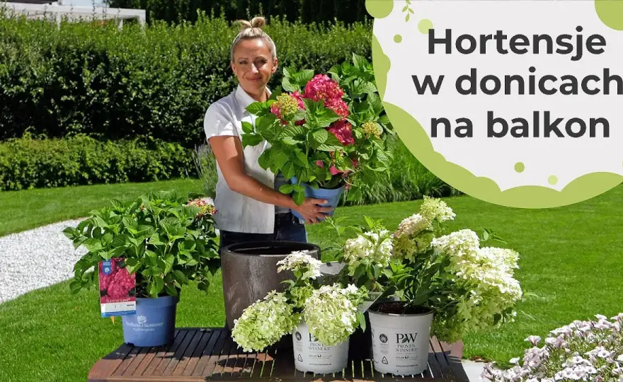 Jak podlewać hortensje w doniczce, by uniknąć ich więdnięcia