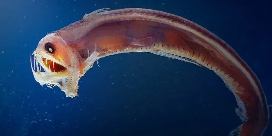 Ile oceanu jest odkryte? Zaskakujące fakty o głębinach oceanicznych