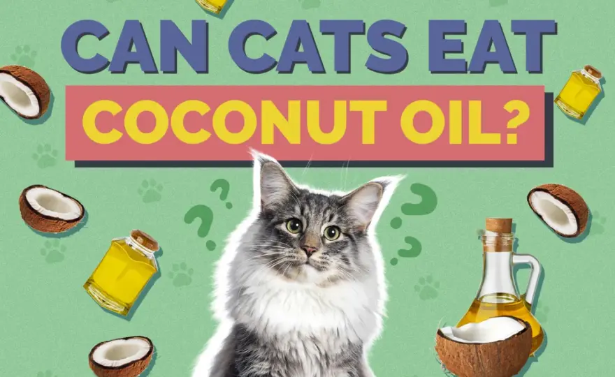 Coconut Oil for Cats - Safe or Risky? Vet's Honest Take