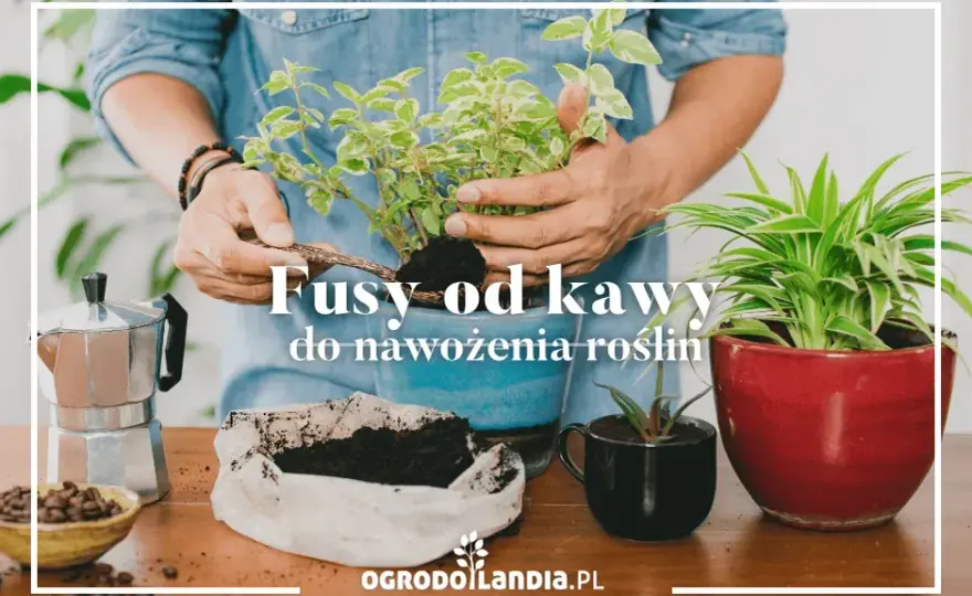 Fusy z kawy: Nawóz idealny? Które rośliny go pokochają, a które nie?