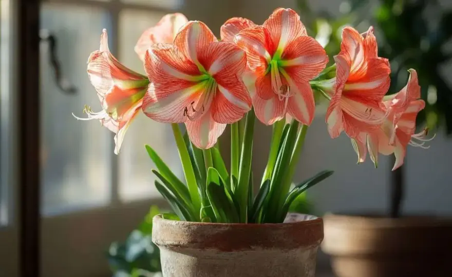 Amaryllis en pot - les gestes clés pour le faire refleurir