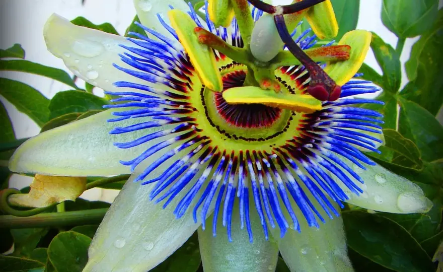 Passionsblume pflegen - Standort, Schnitt und Winter richtig planen