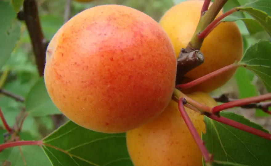 Morela Early Orange - uprawa, cięcie, zapylanie. Czy warto?