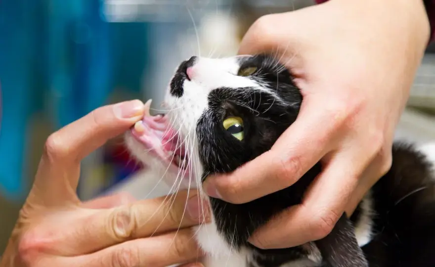 Herida en la comisura de la boca de tu gato - ¿Qué hacer?