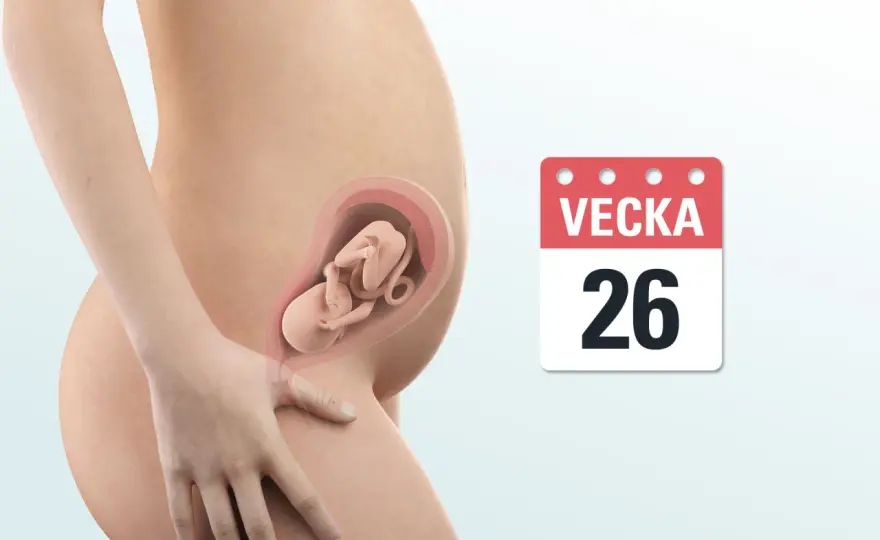 Gravid vecka 26 - vad som är normalt och när du bör reagera