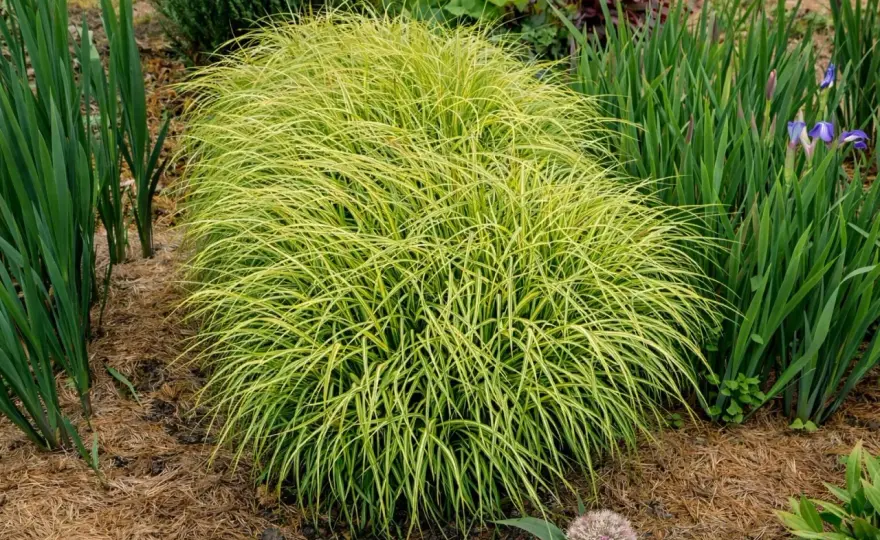 Turzyca palmowa (Carex muskingumensis) - uprawa i pielęgnacja