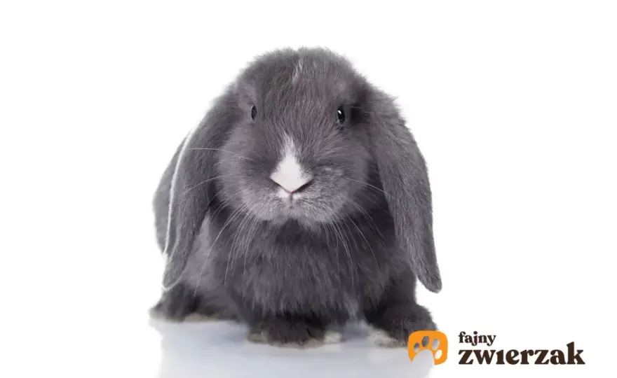 Ile żyje królik teddy naprawdę? Zadbaj o długie lata!