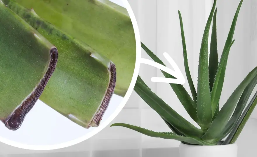 Jak ukorzenić aloes? Pewny sposób z odrostów!