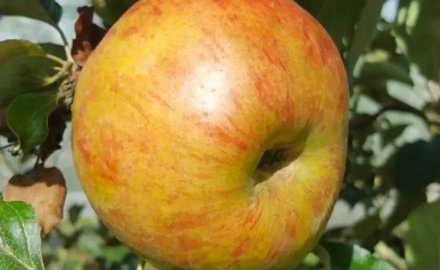 Quel pommier reinette choisir pour un verger familial ?