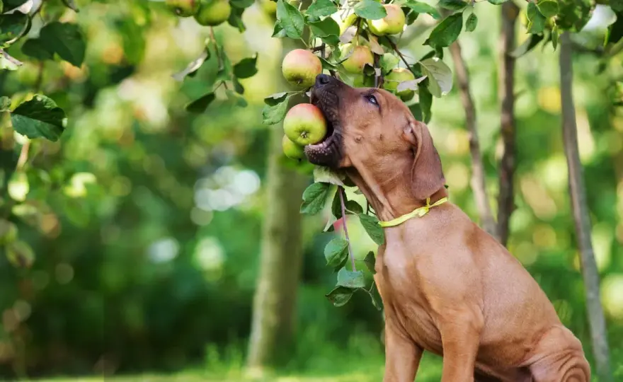 Dürfen Hunde Apfel essen? So bleibt der Snack sicher