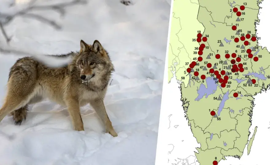 Hur många vargar finns det i Sverige just nu?