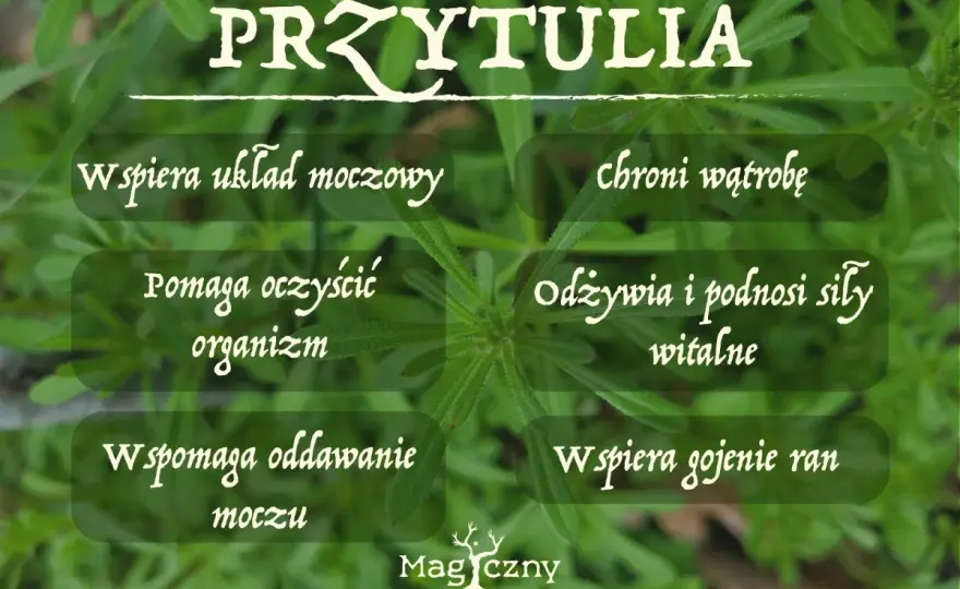 Przytulia czepna - czy jest bezpieczna? Przeciwwskazania i użycie