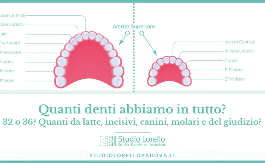 Quanti denti abbiamo? Dalla dentatura da latte a quella adulta