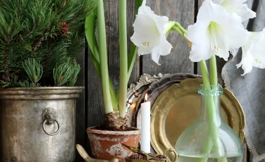 Snittamaryllis i vas - så håller den längre hemma