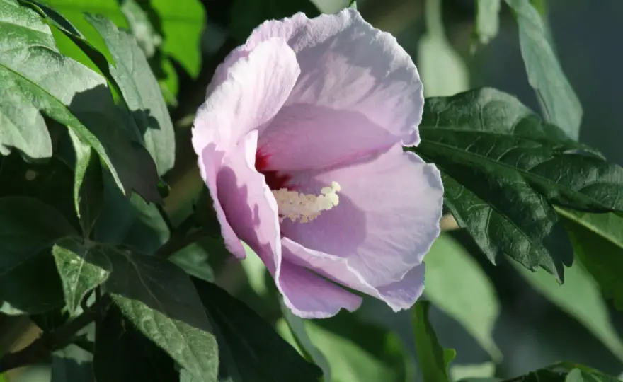 Althéa - Le secret d'une floraison généreuse et facile