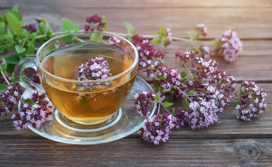 Gdzie kupić herbatę z oregano? Sprawdzony przewodnik