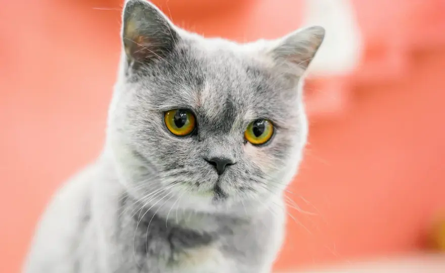 Gato gris con ojos amarillos - ¿Qué significa este contraste?