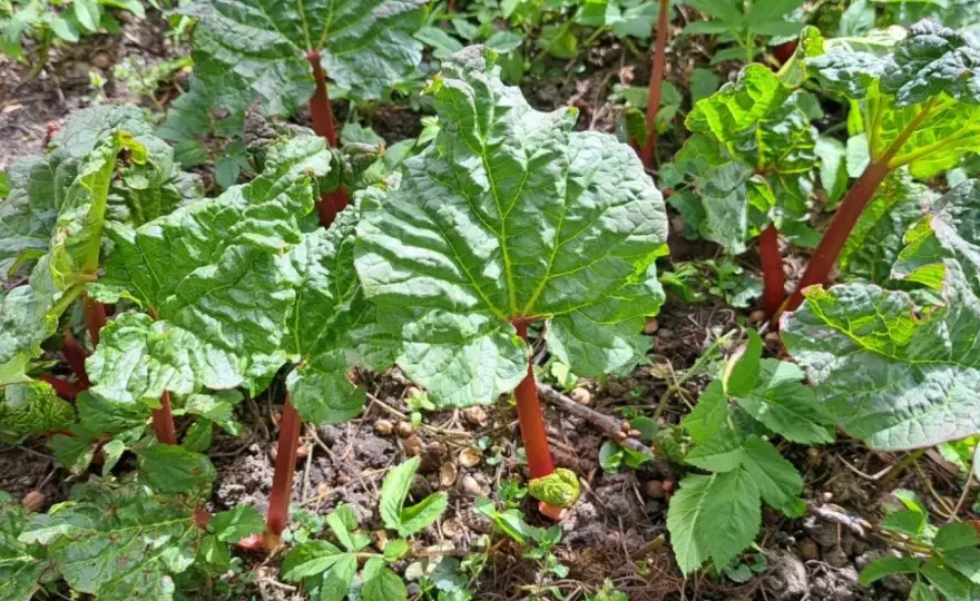 Rabarbar malinowy - Jak uprawiać, by mieć grube i czerwone ogonki?