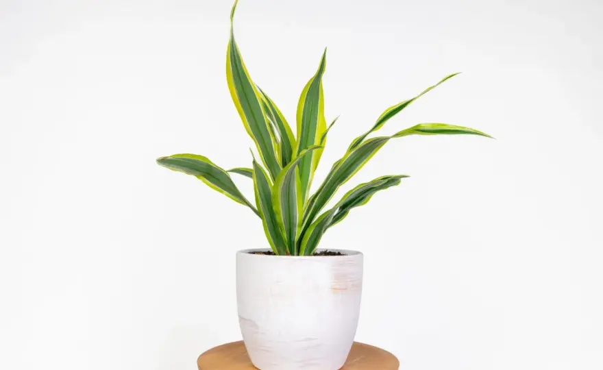 Dracena - jaka ziemia i doniczka? Uniknij żółtych liści!