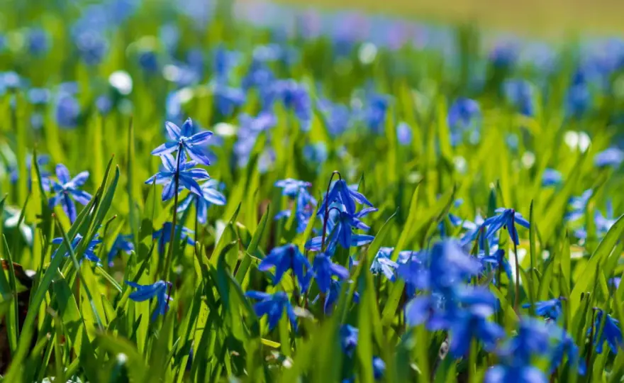 Blausterne pflanzen & pflegen - So gelingt der Frühlings-Teppich!