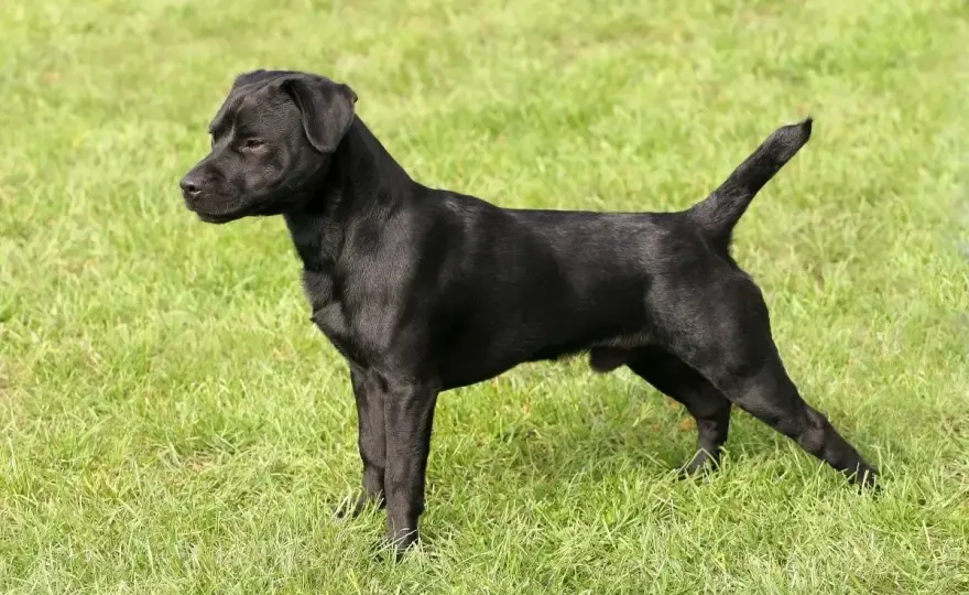 Patterdale terrier - charakter, opieka i dla kogo pasuje