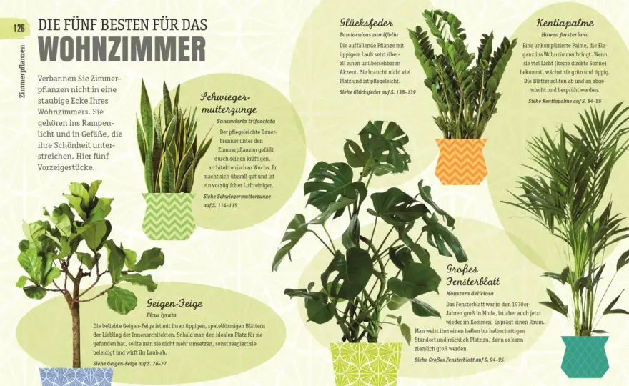 Zimmerpflanzen fürs Wohnzimmer - die besten Arten und Pflegetipps