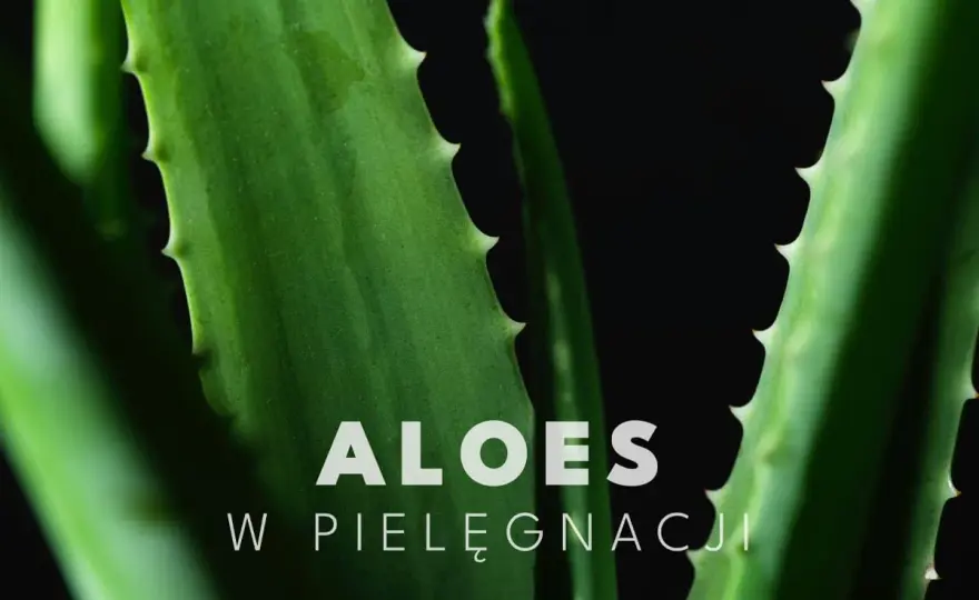 Aloes na twarz - Jak stosować, by działał? Poradnik